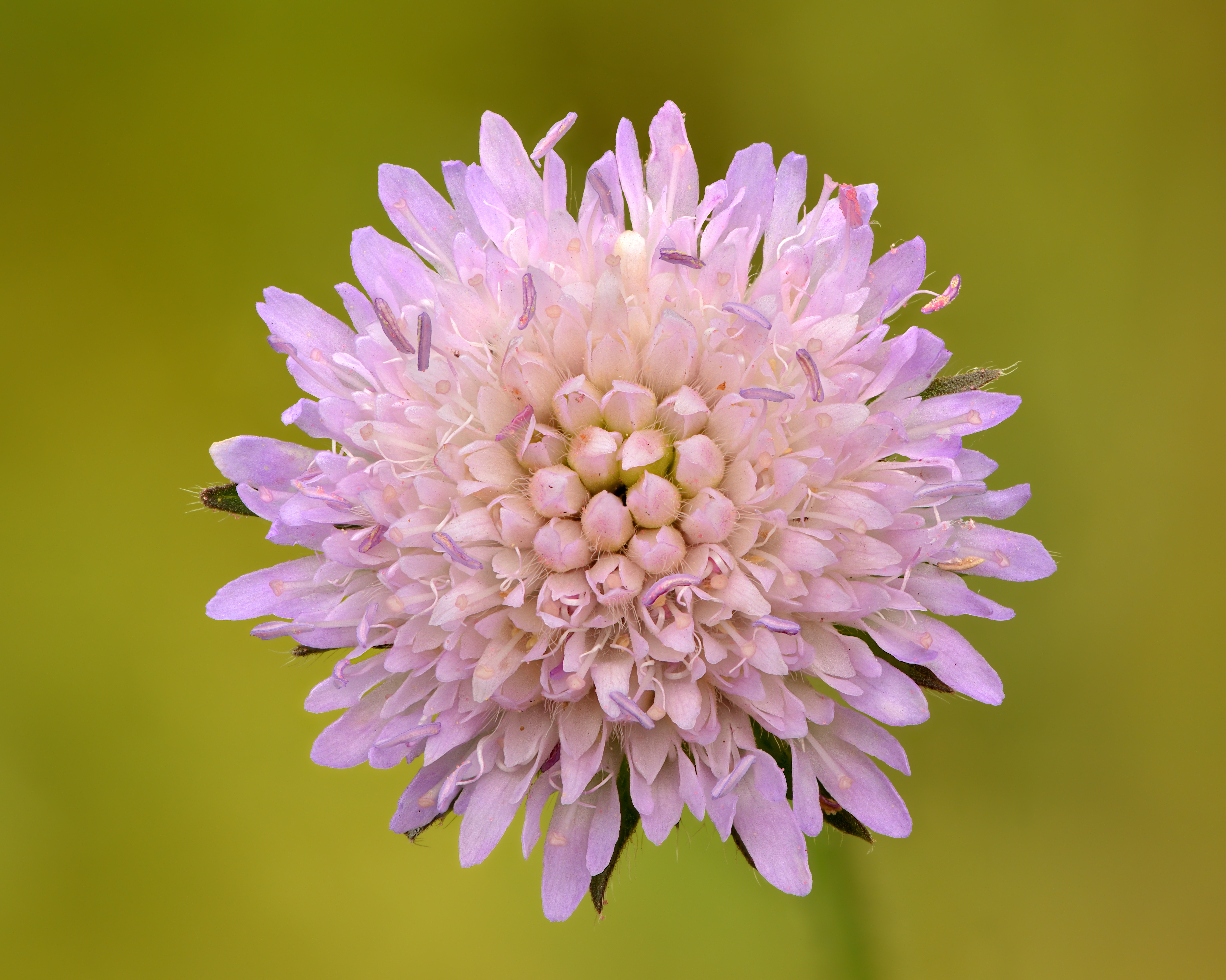 Acker-Witwenblume