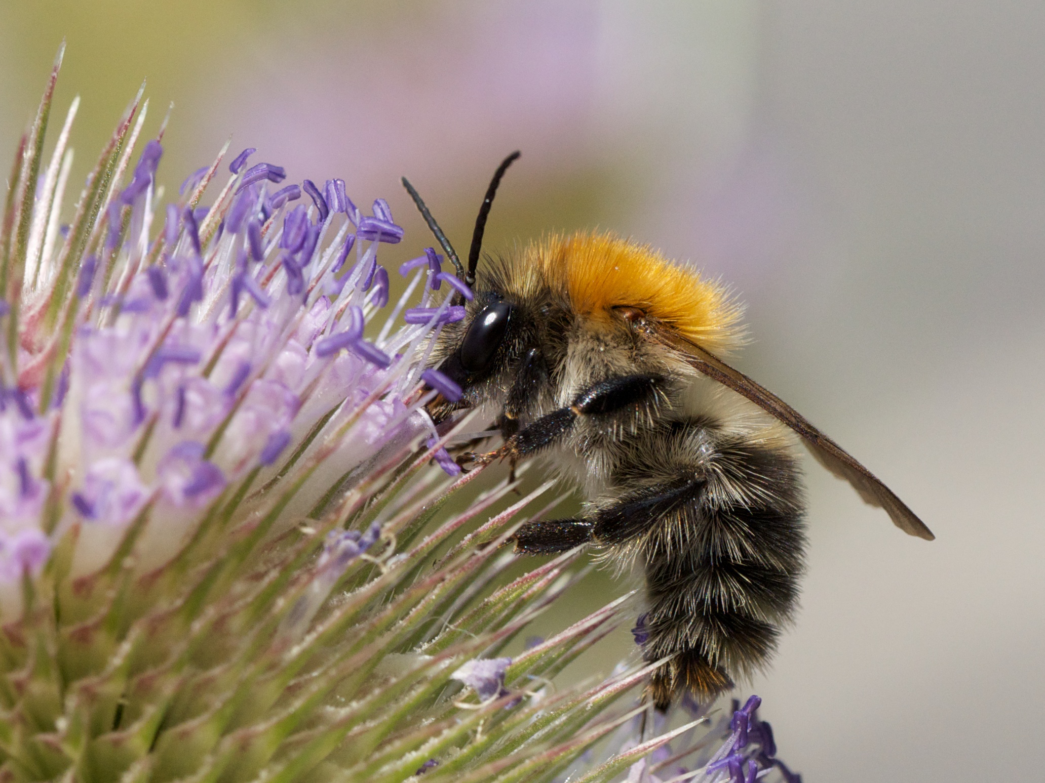 Ackerhummel