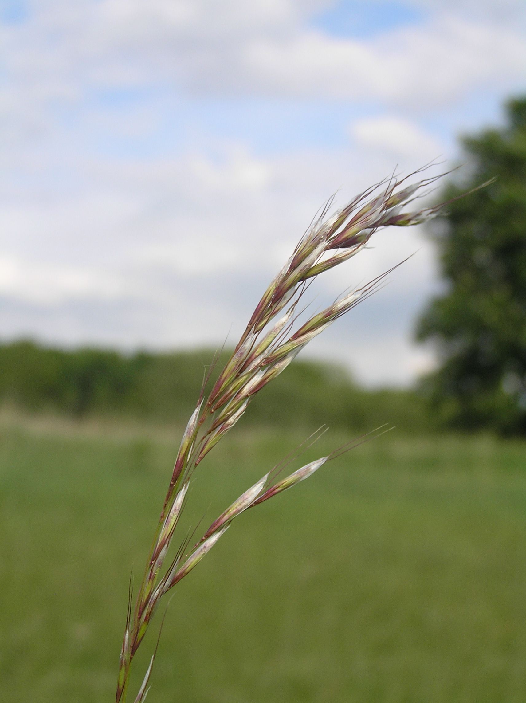 Echter Wiesenhafer
