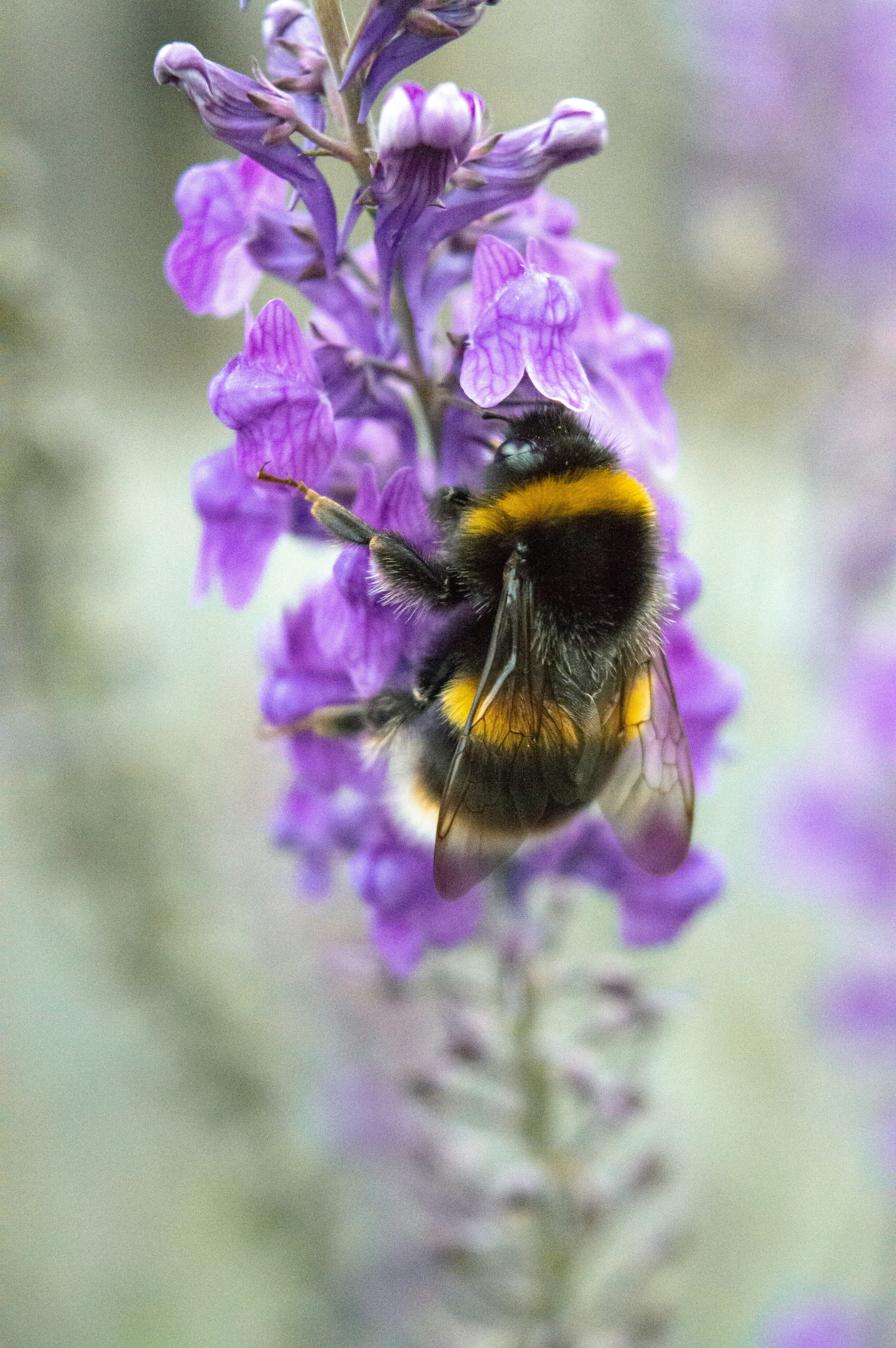 Erdhummel