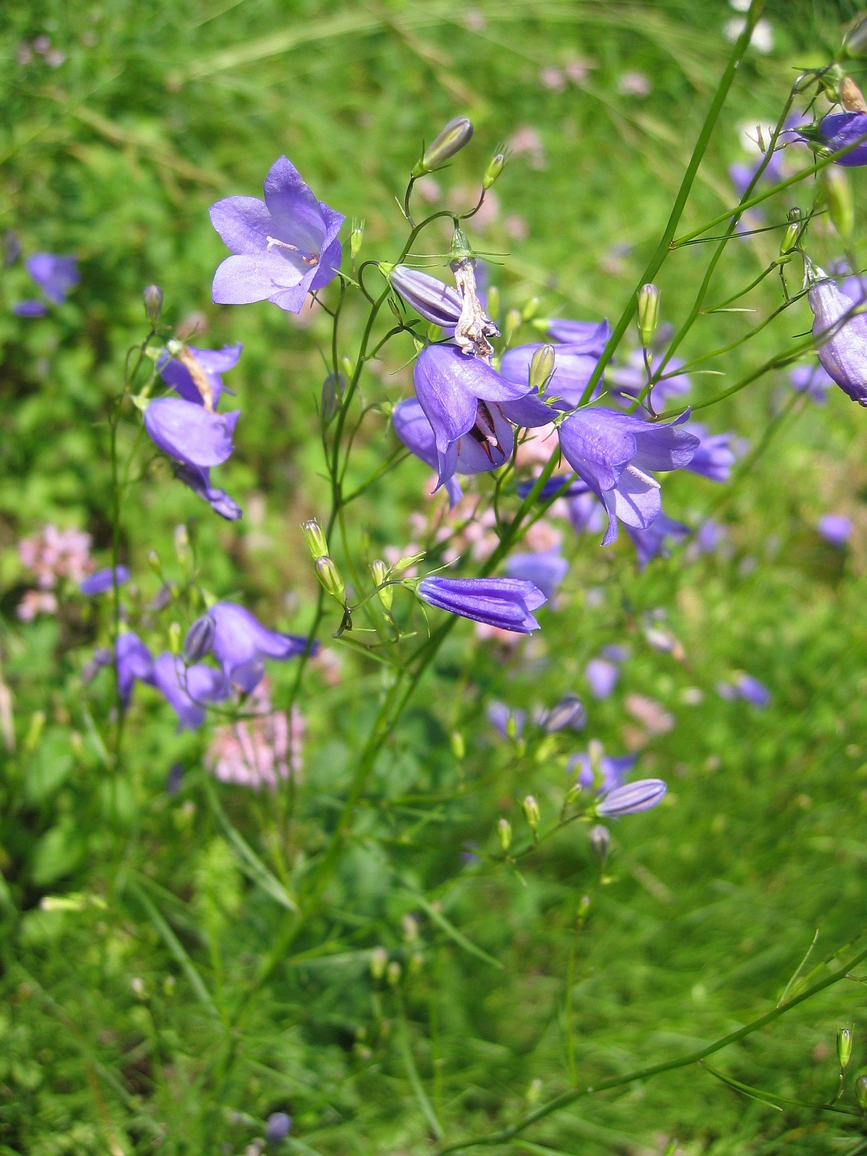 Rundbl&auml;ttrige Glockenblume