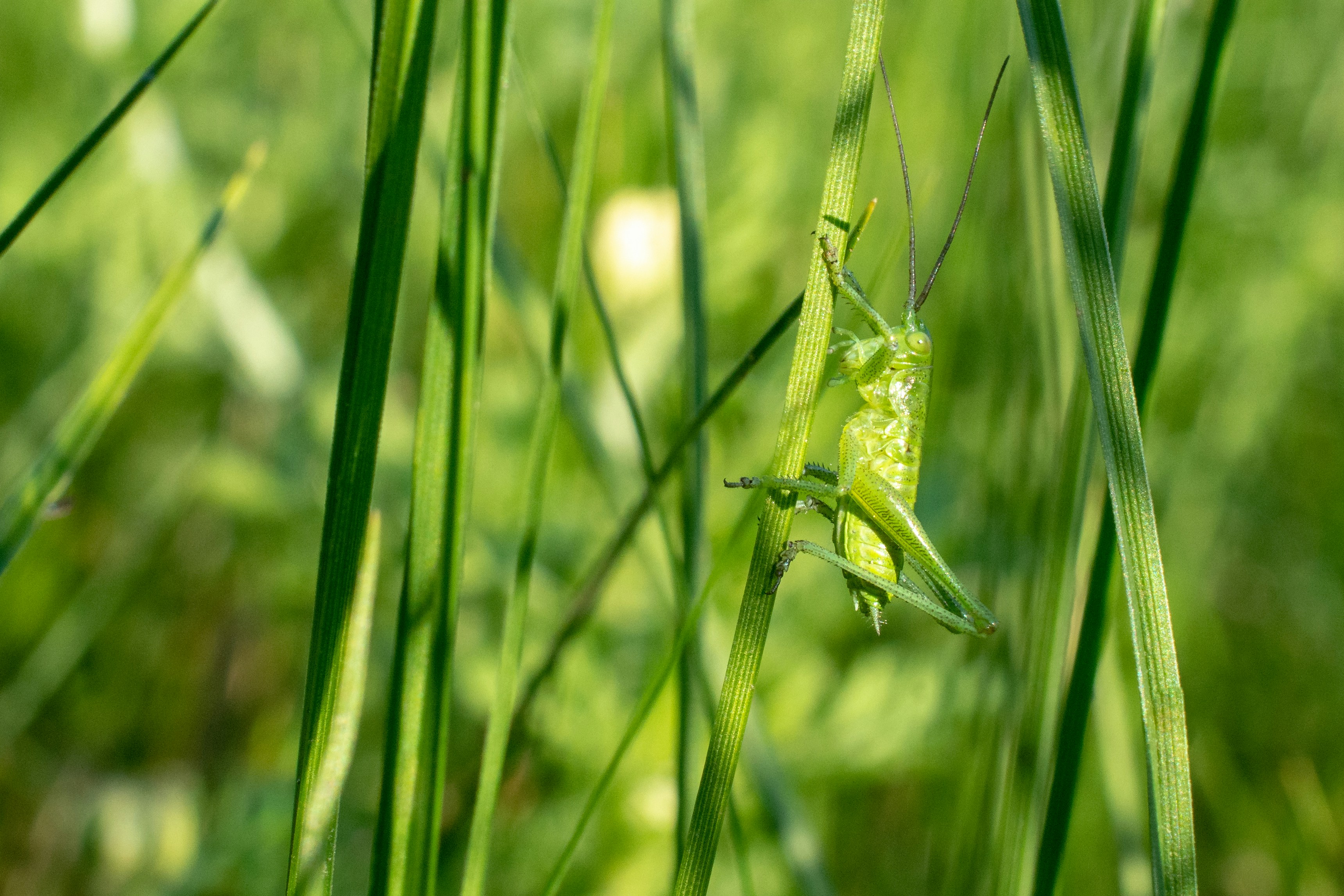 Grash&uuml;pfer