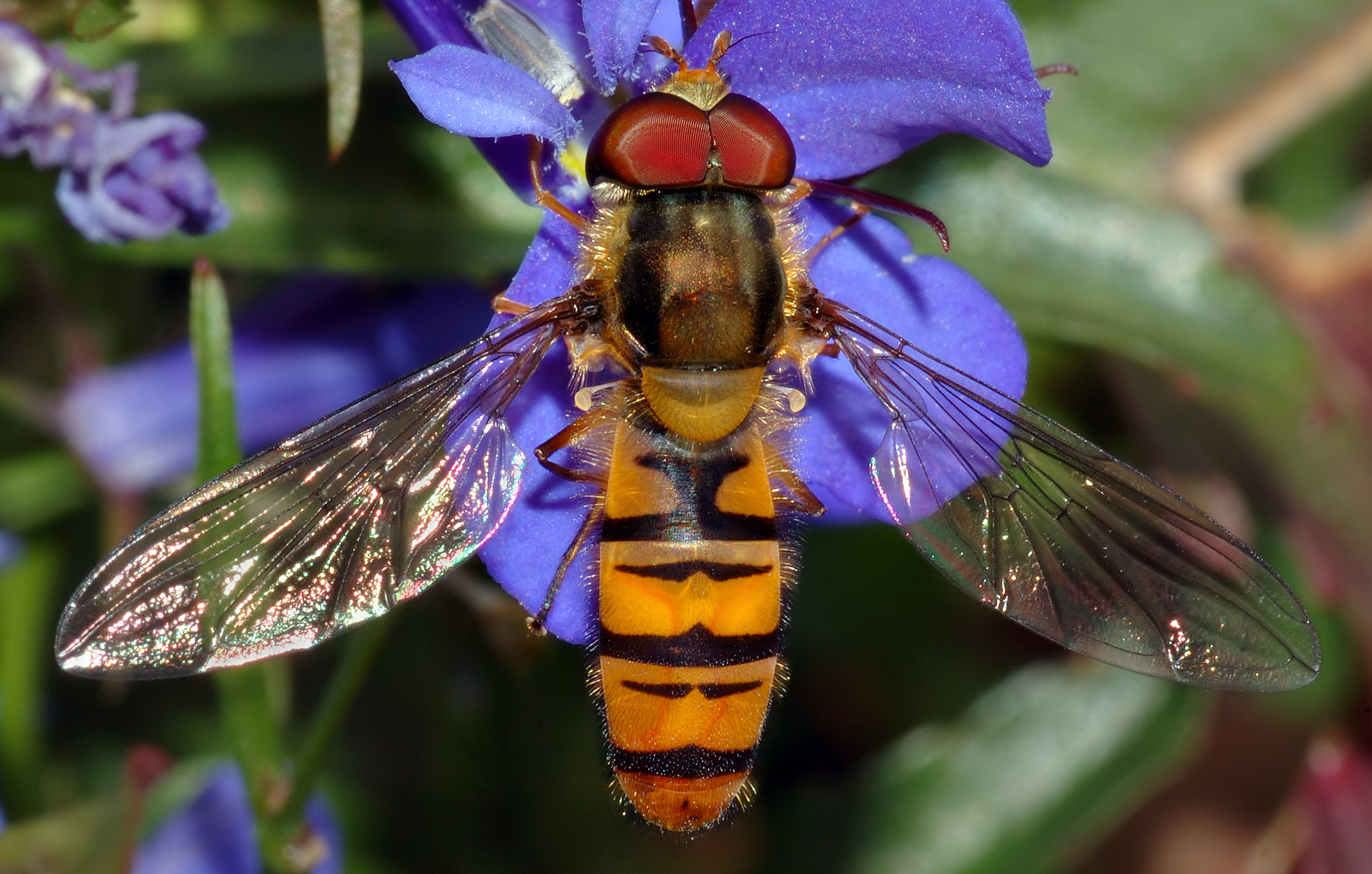 Hainschwebfliege