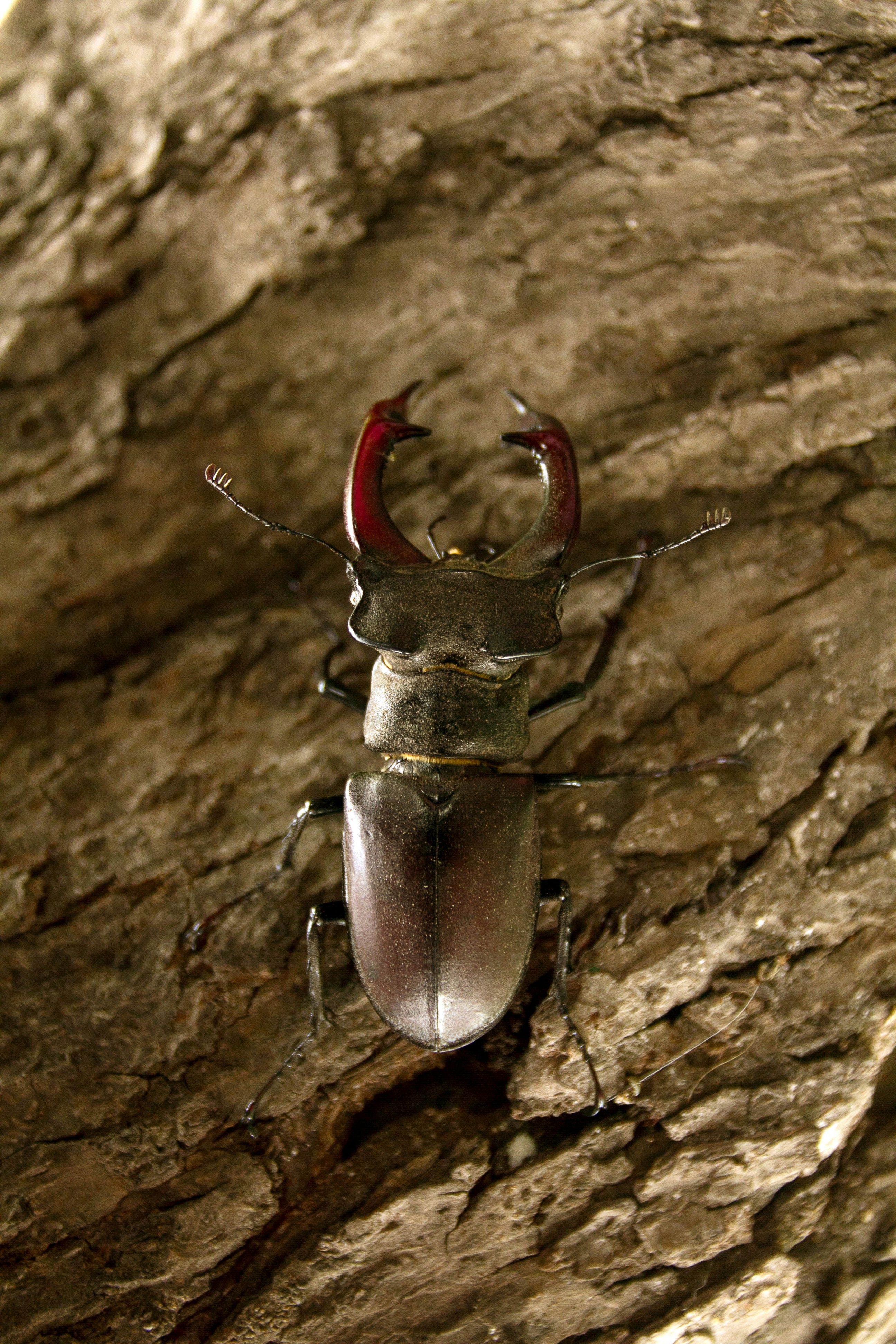 K&auml;fer