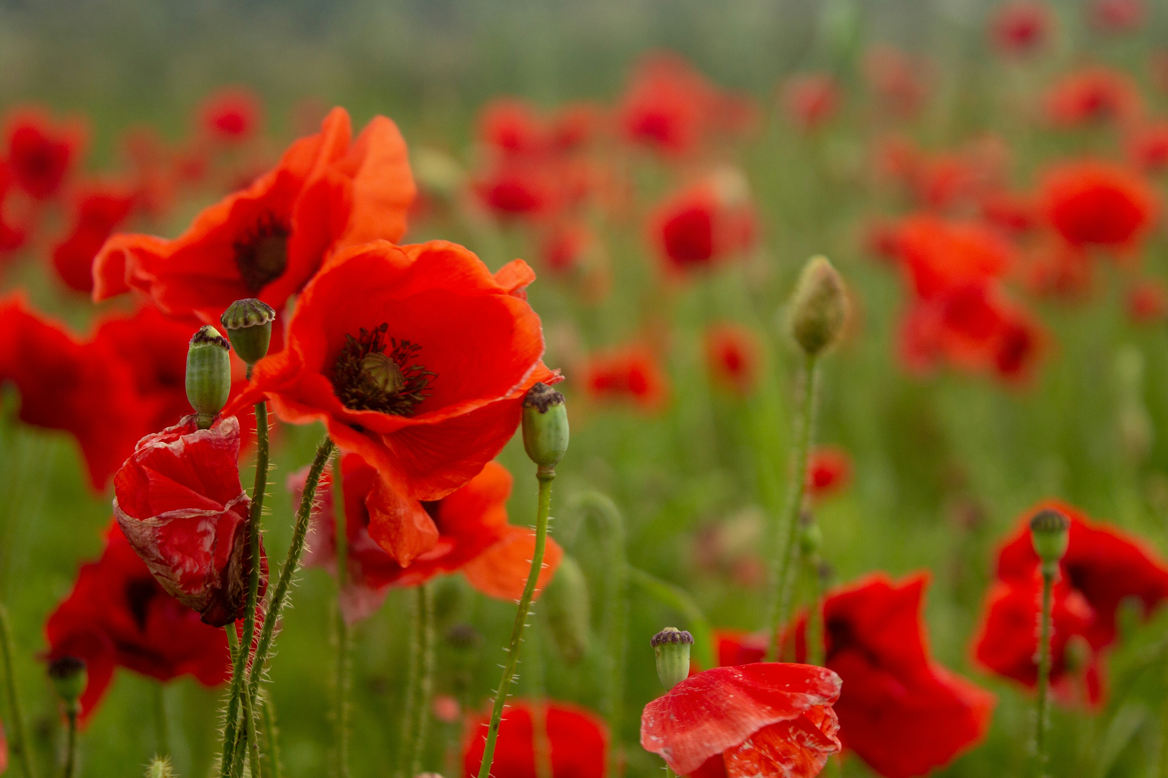 Klatschmohn