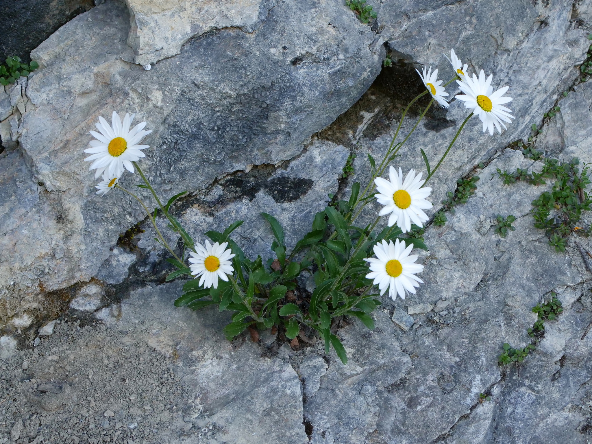 Margerite