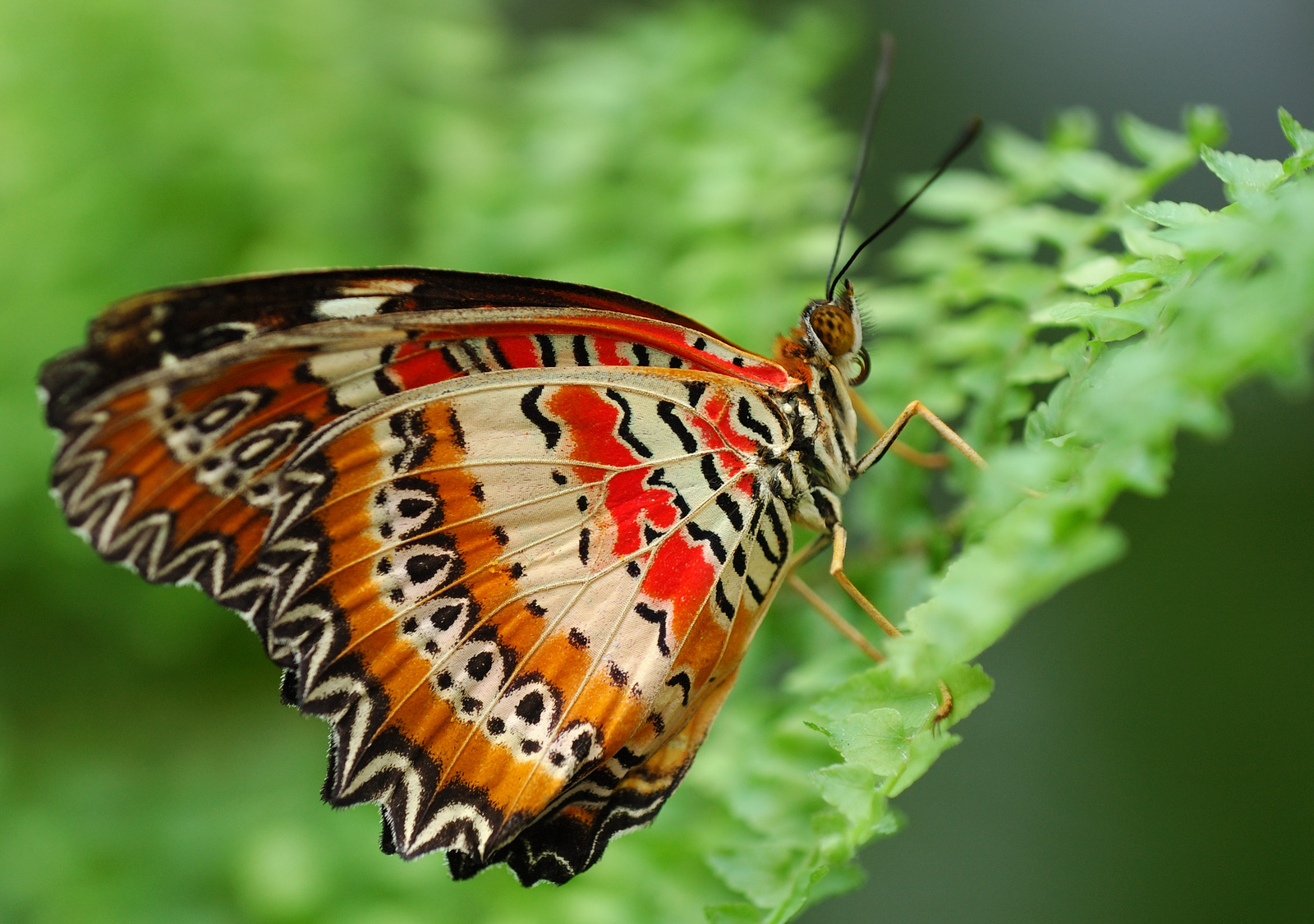 Schmetterlinge