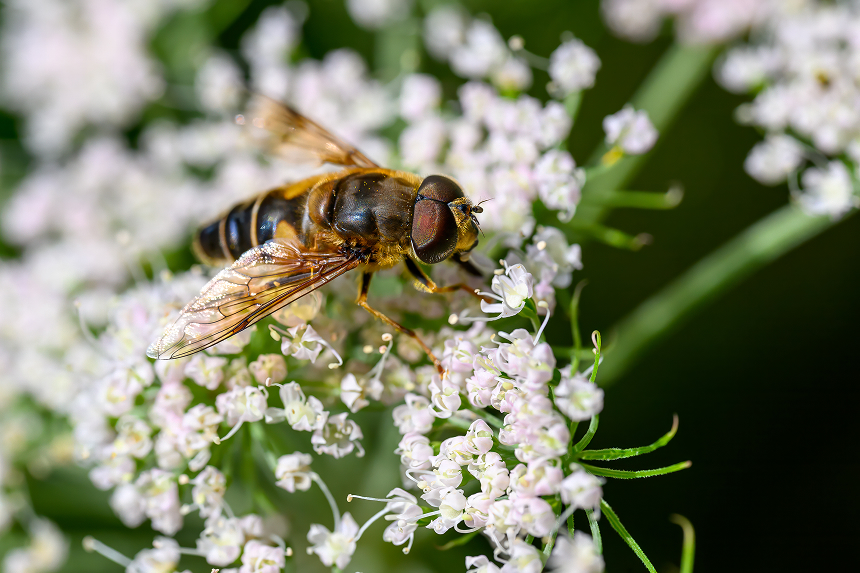 Schwebfliegen
