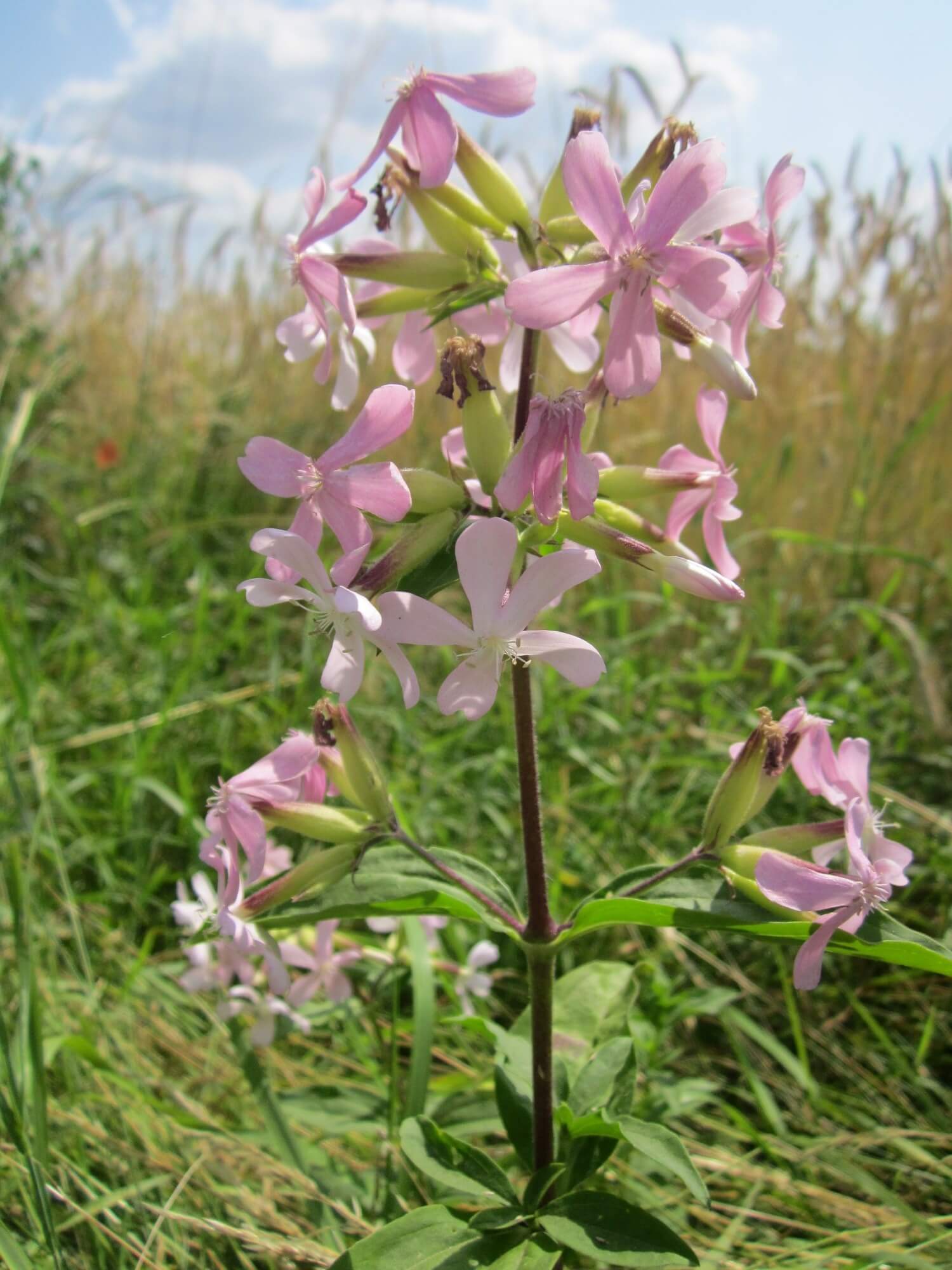 Echtes Seifenkraut
