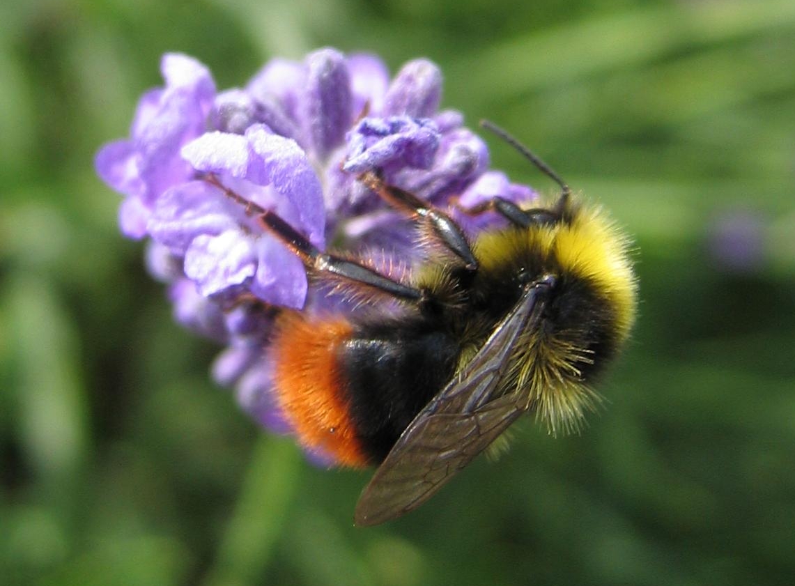 Wiesenhummel