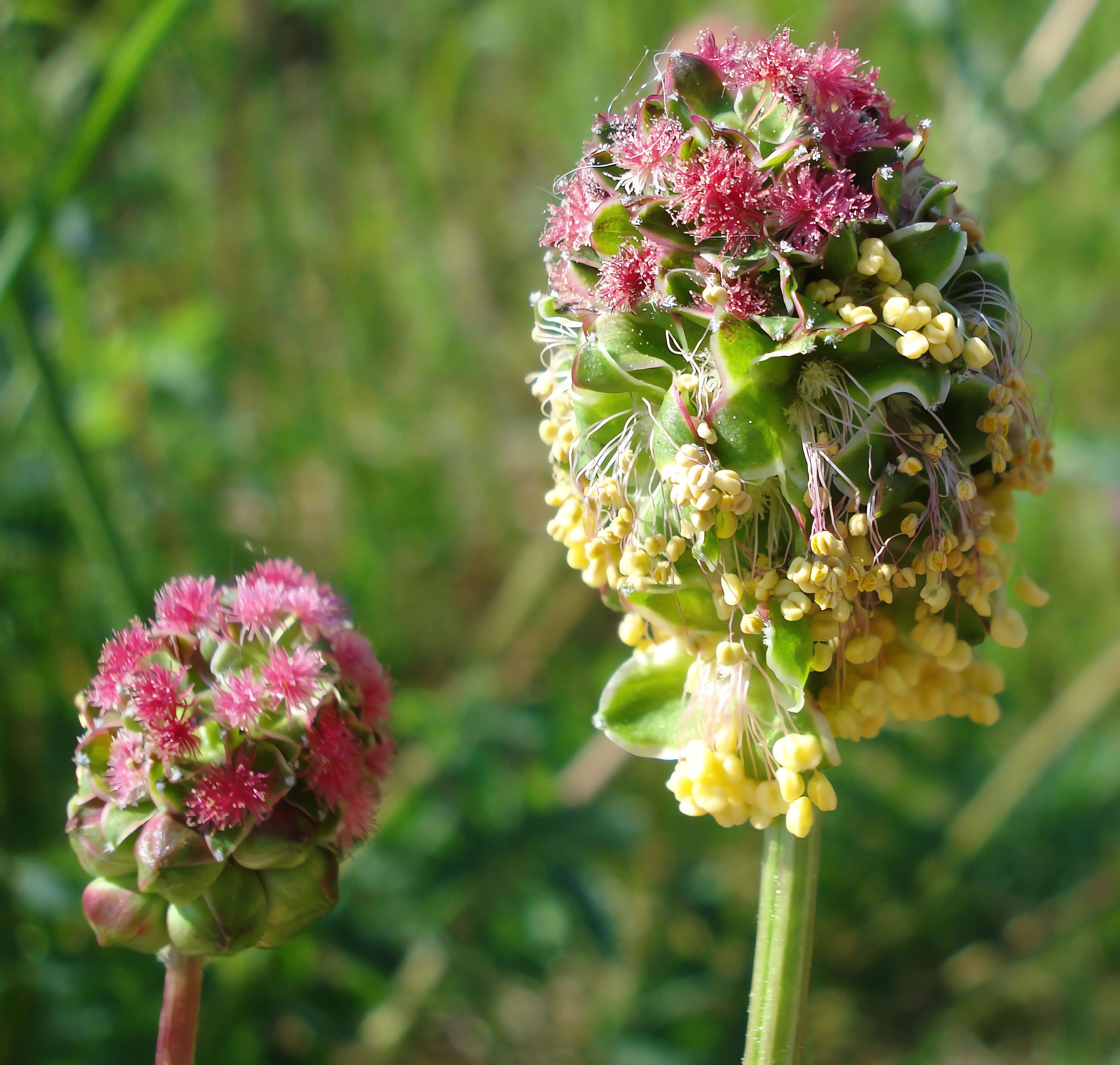 Kleiner Wiesenknopf